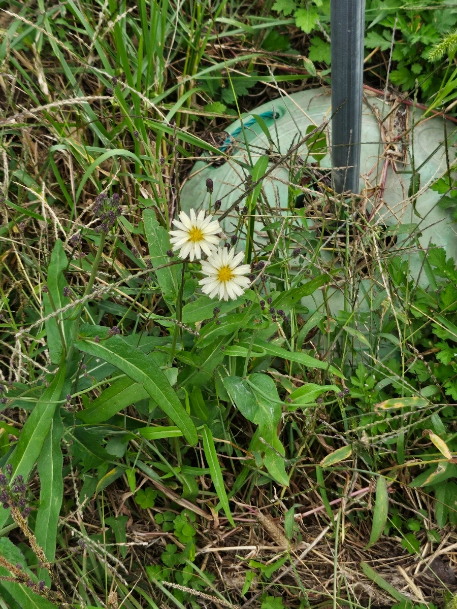 20241006%EF%BC%BF122834.jpg?type=w966