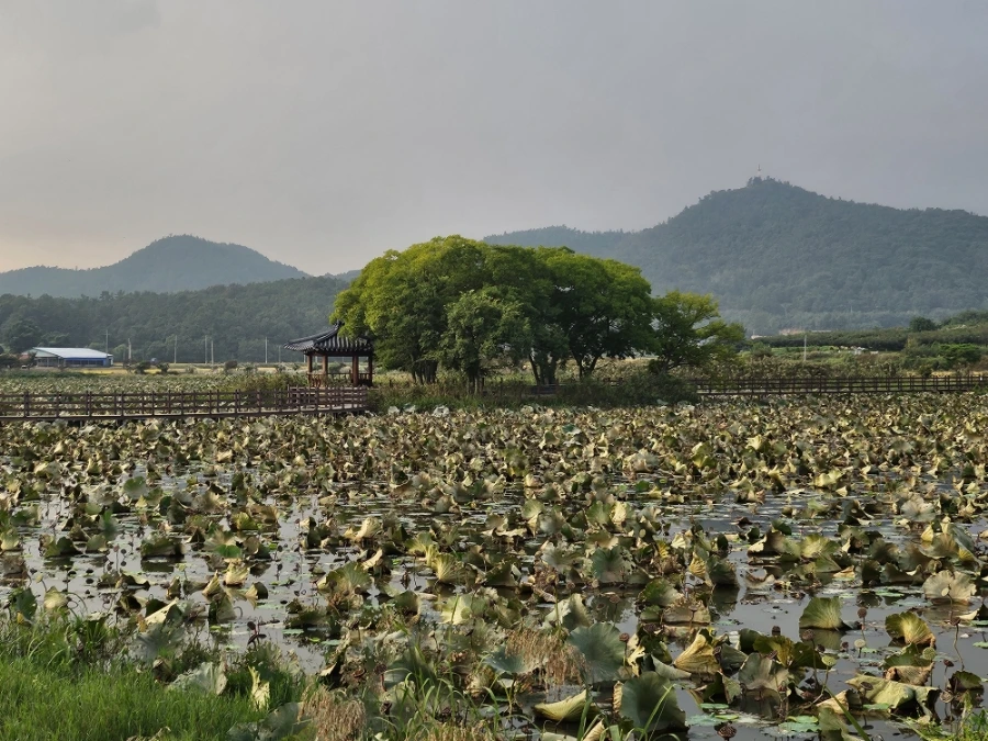 20241008%EF%BC%BF171306.jpg?type=w966