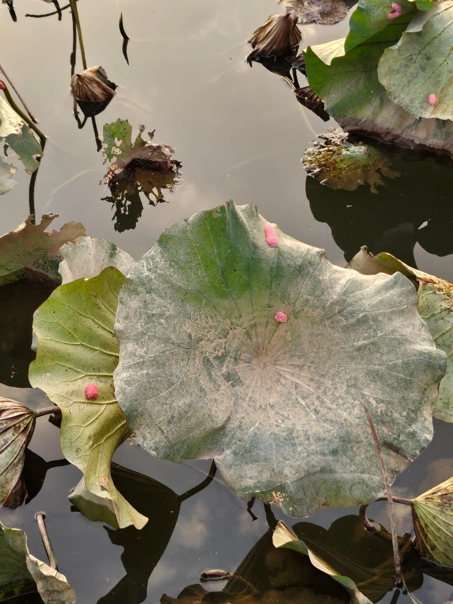 20241008%EF%BC%BF174023.jpg?type=w966