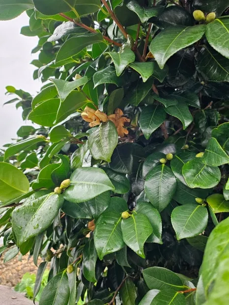 20241003%EF%BC%BF150101.jpg?type=w466