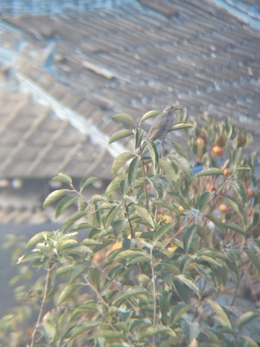 20241026%EF%BC%BF101359.jpg?type=w966