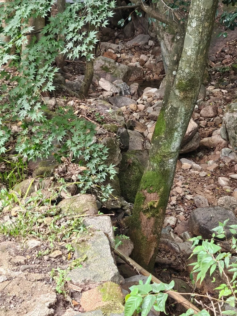 20241008%EF%BC%BF123908.jpg?type=w966