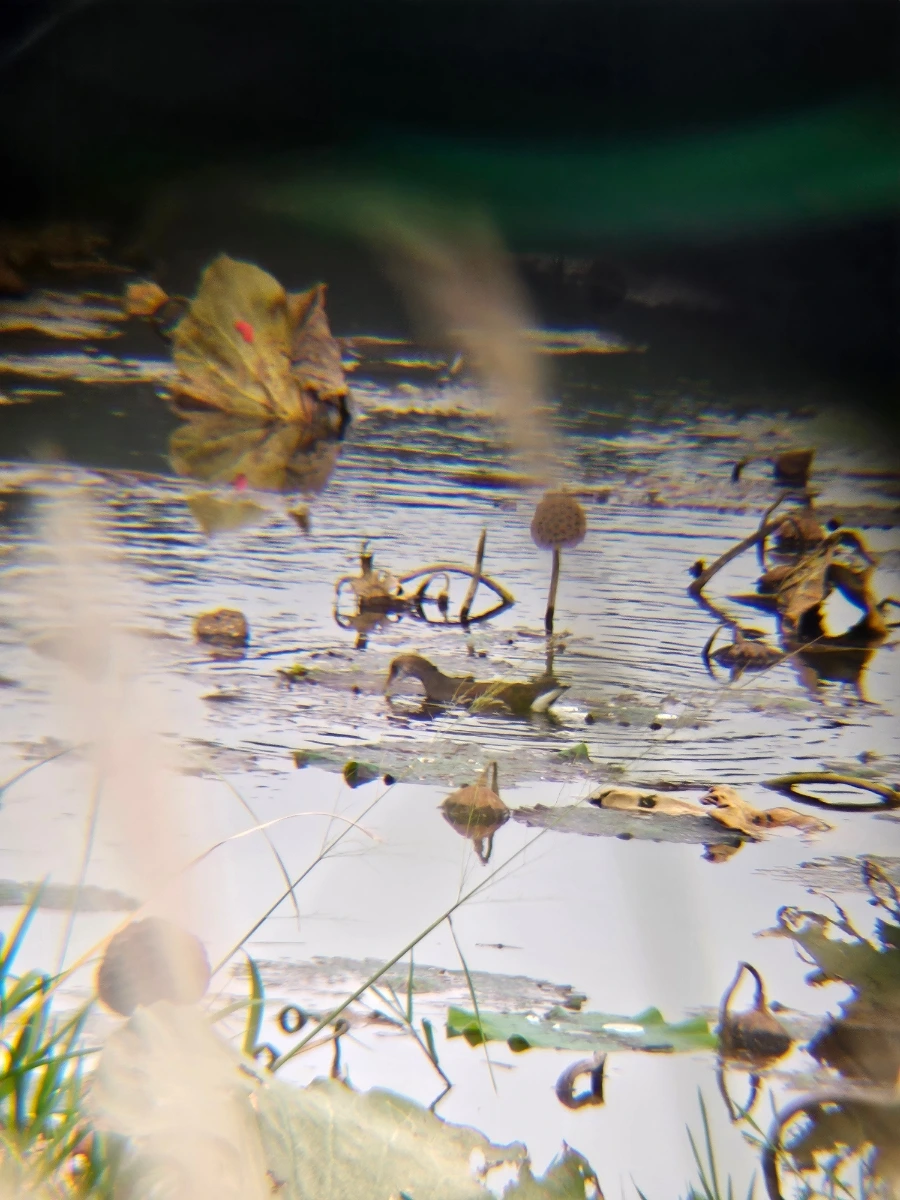 20241021%EF%BC%BF131841.jpg?type=w966