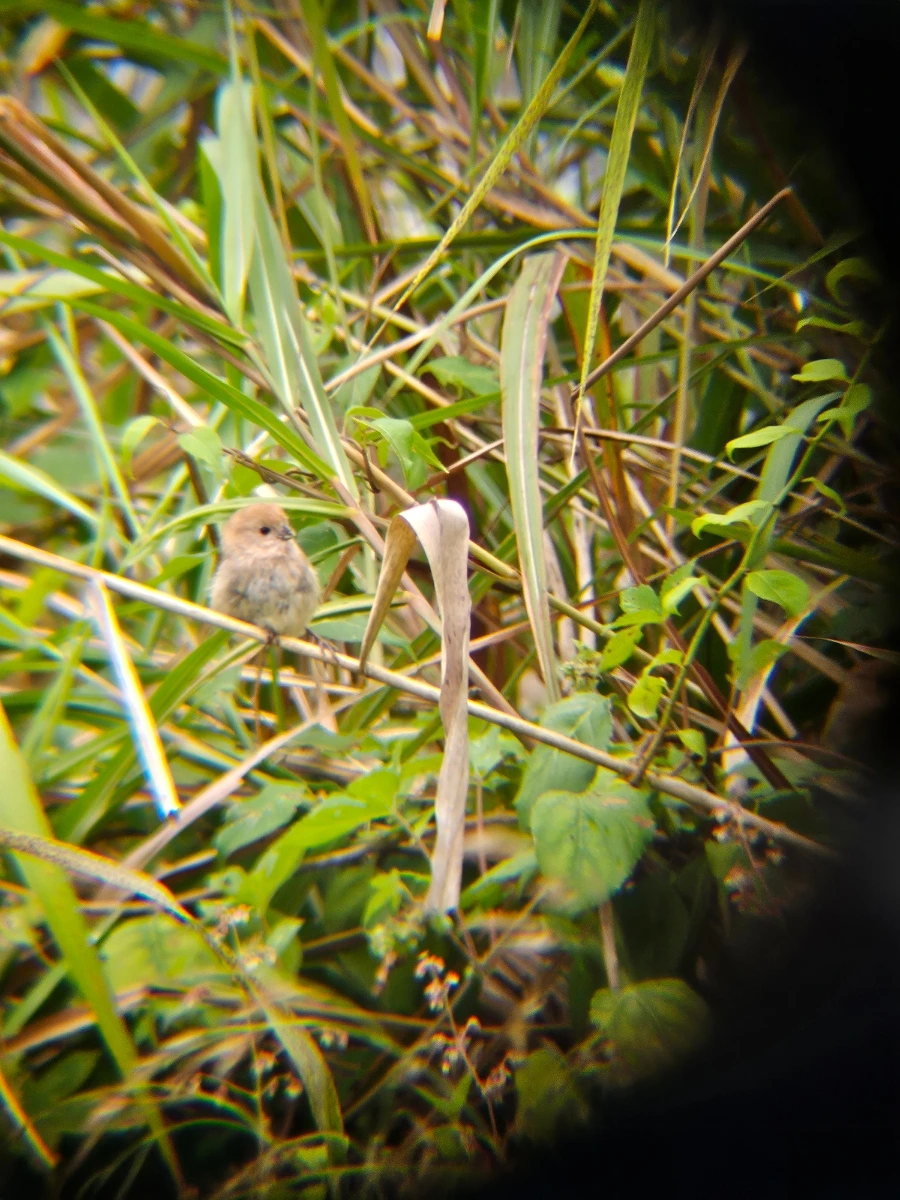 20241006%EF%BC%BF125216.jpg?type=w966