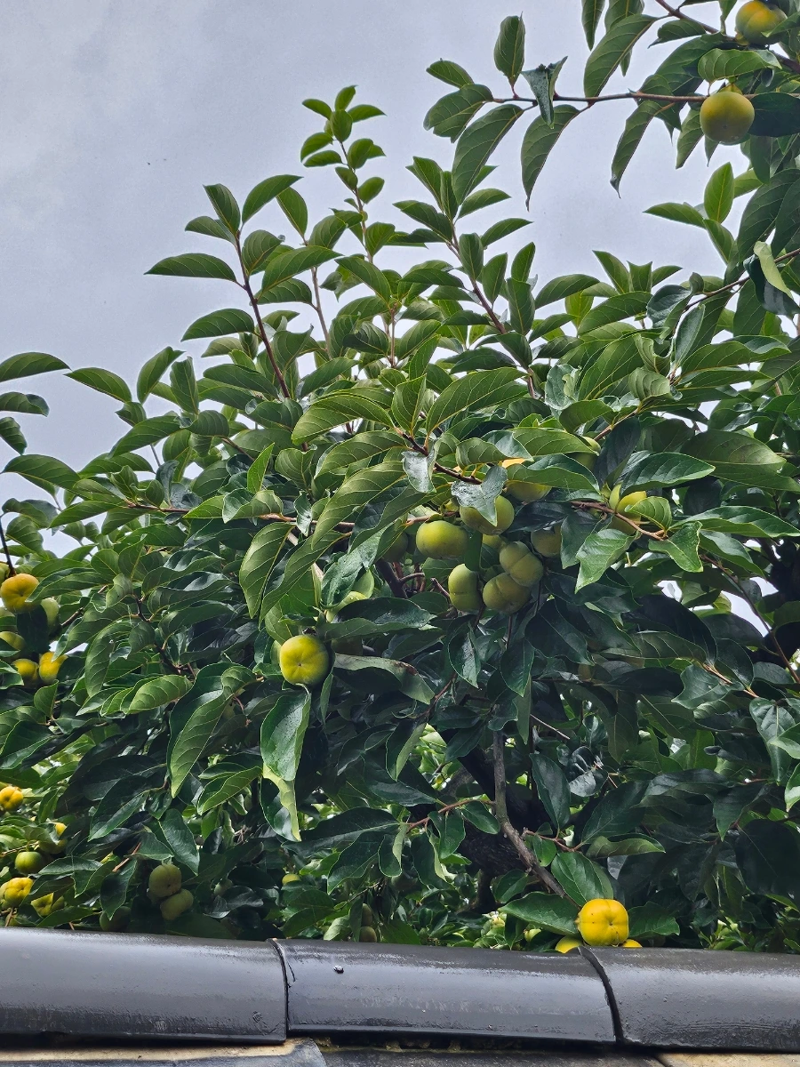 20241003%EF%BC%BF151105.jpg?type=w966