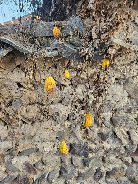 20241024%EF%BC%BF172801.jpg?type=w466