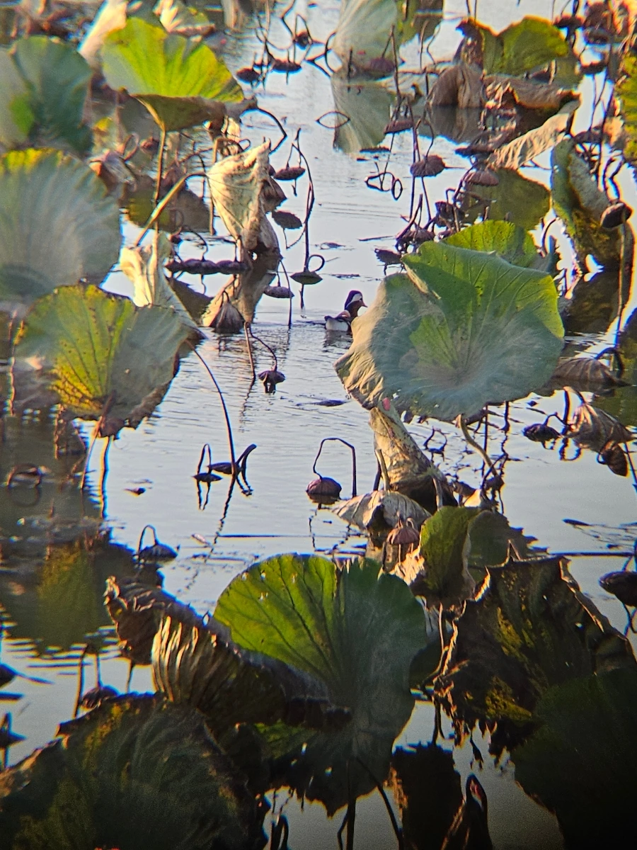 20241026%EF%BC%BF172236.jpg?type=w966