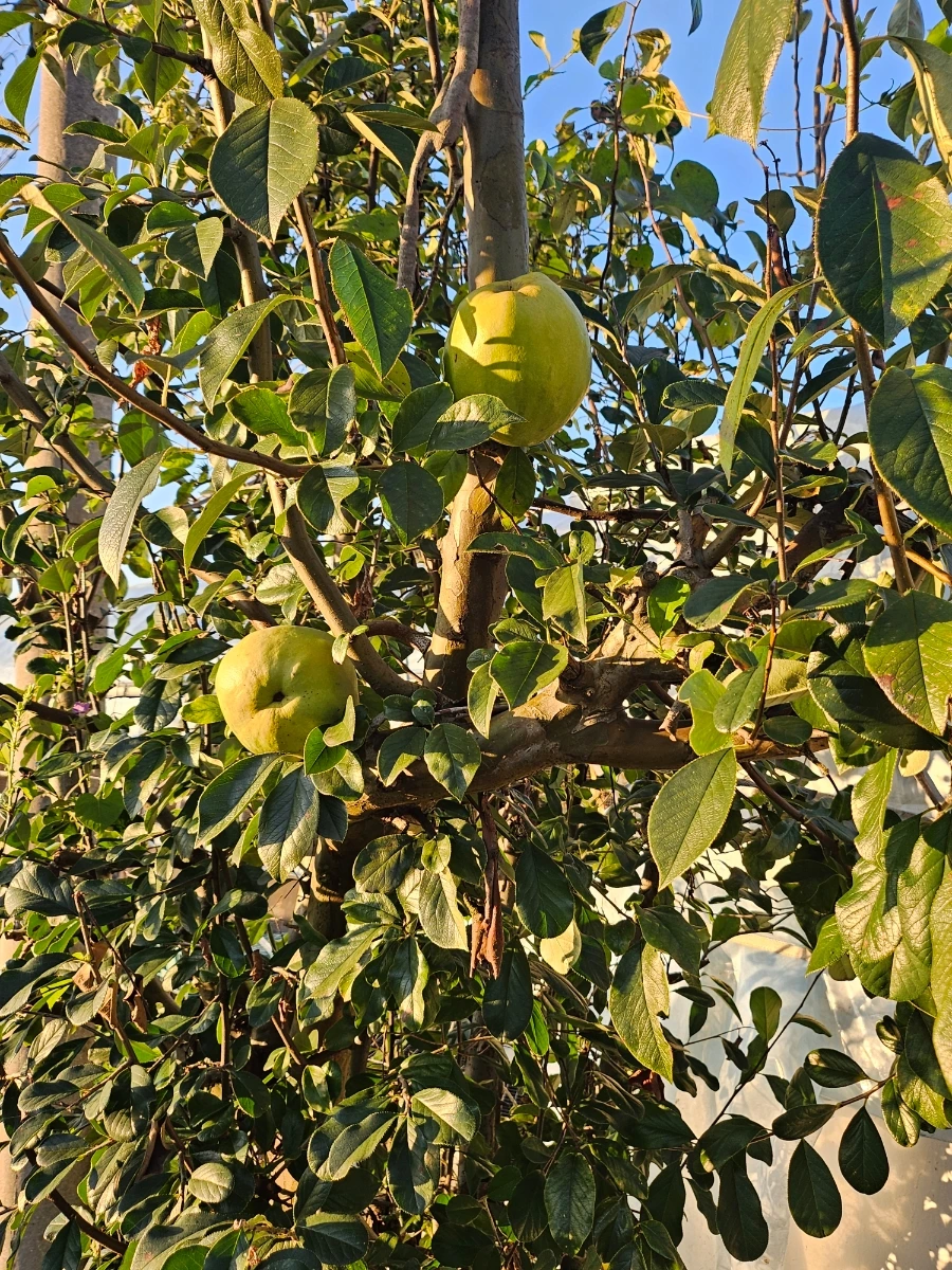 20241024%EF%BC%BF171633.jpg?type=w966