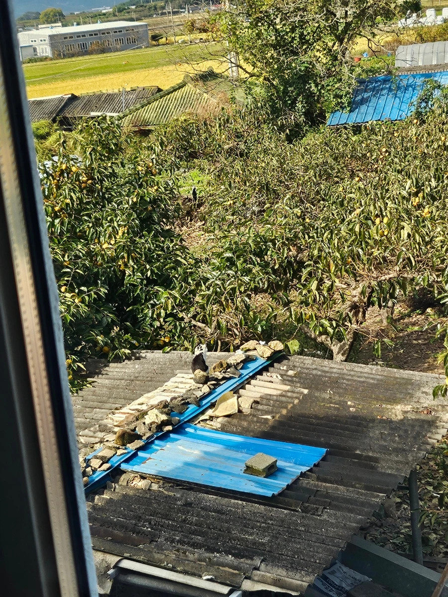 20241026%EF%BC%BF100313.jpg?type=w966