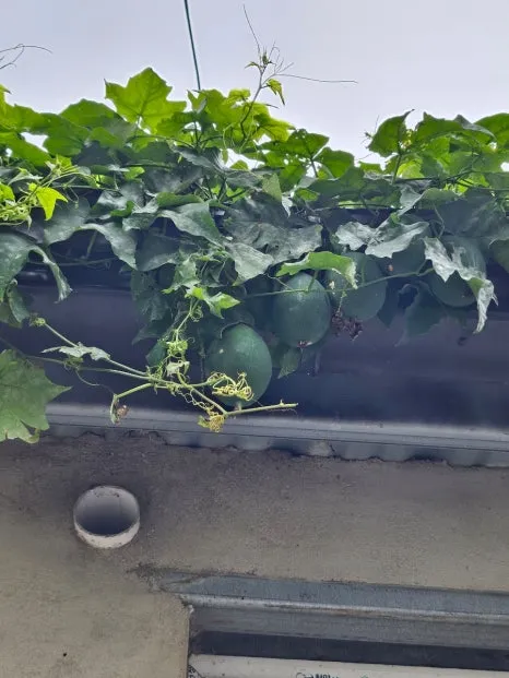 20241007%EF%BC%BF122039.jpg?type=w466