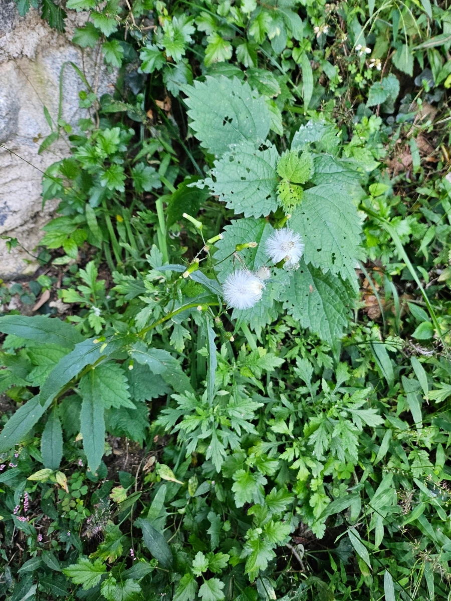 20241005%EF%BC%BF154213.jpg?type=w966