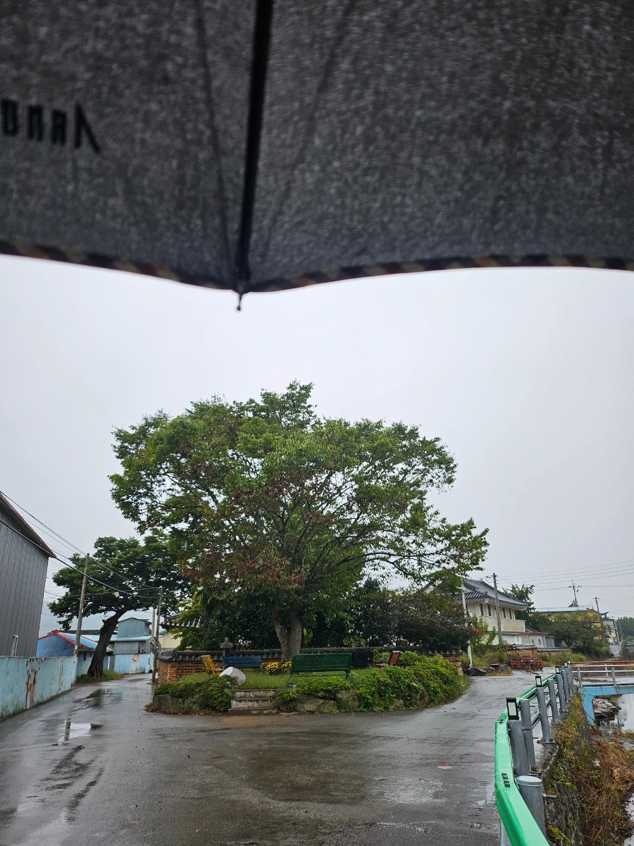 20241003%EF%BC%BF153541.jpg?type=w966