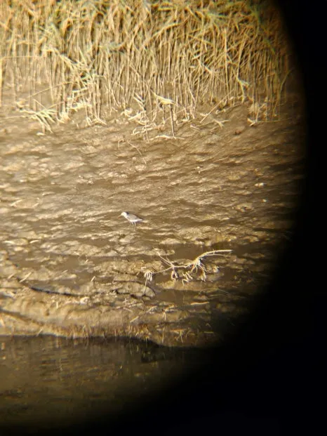 20241004%EF%BC%BF172954.jpg?type=w466