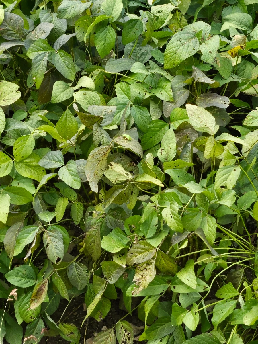 20241007%EF%BC%BF121615.jpg?type=w966