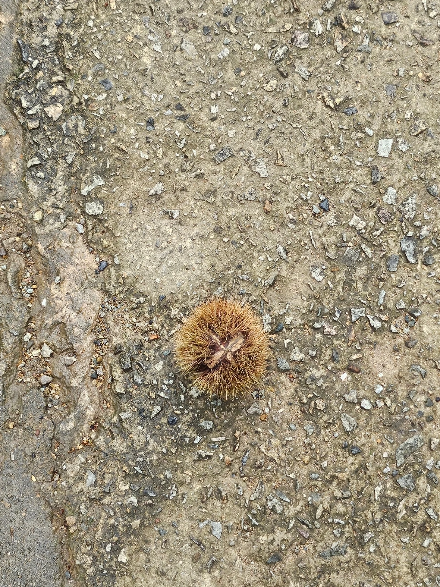 20241003%EF%BC%BF151212.jpg?type=w966