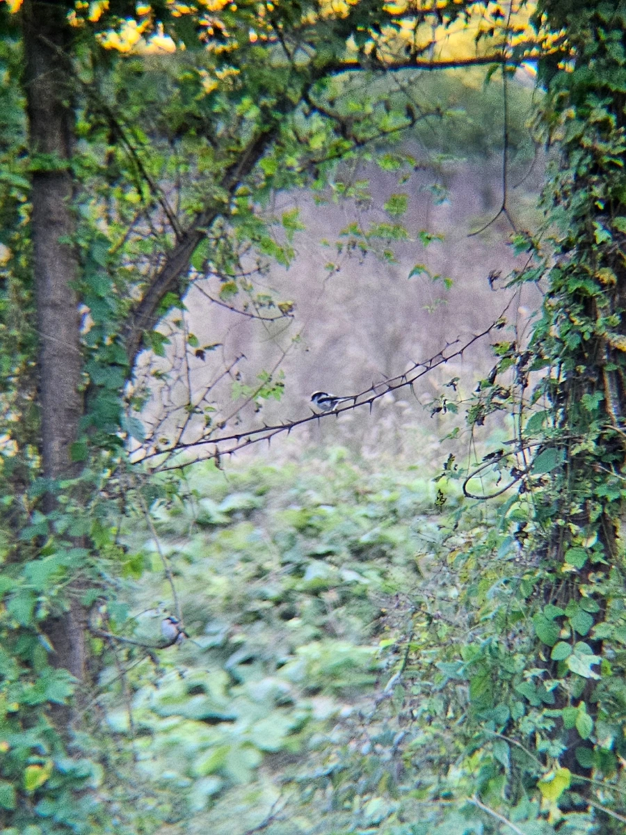 20241024%EF%BC%BF160853.jpg?type=w966