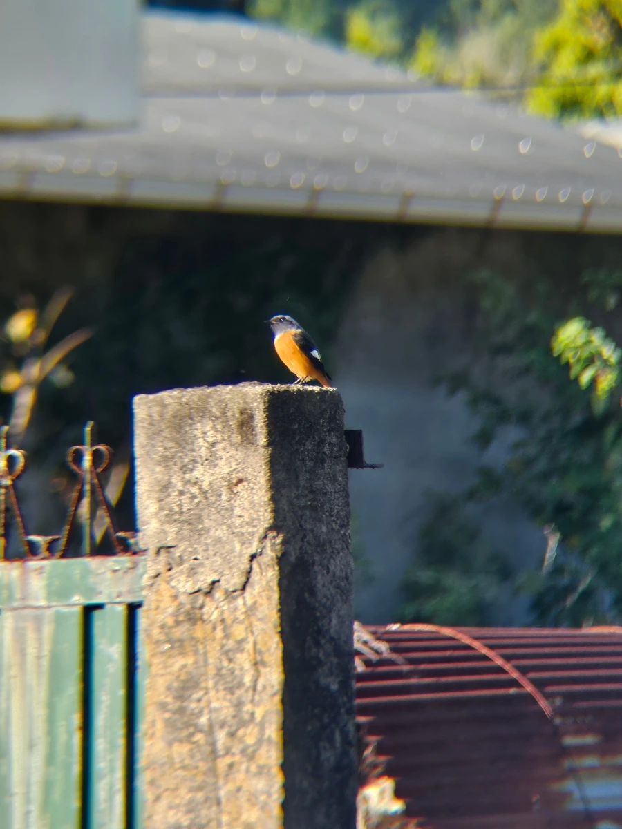 20241024%EF%BC%BF154610.jpg?type=w966