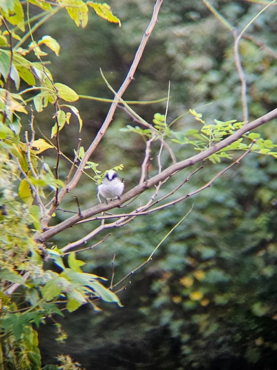 20241024%EF%BC%BF161732%EF%BC%881%EF%BC%89.jpg?type=w966