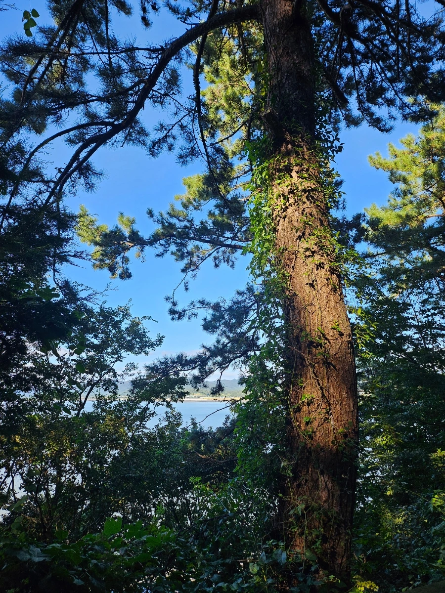 20241005%EF%BC%BF154631.jpg?type=w966