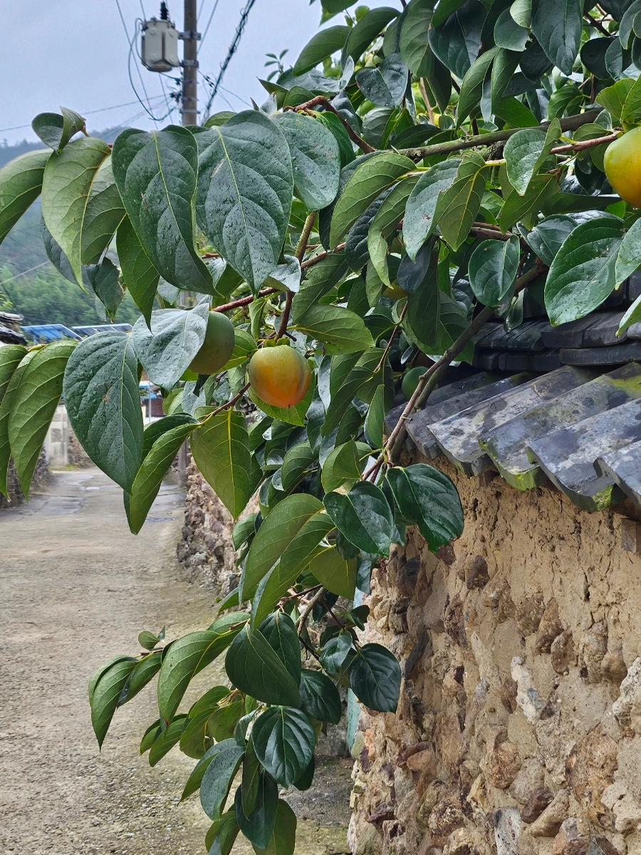 20241003%EF%BC%BF151052.jpg?type=w966