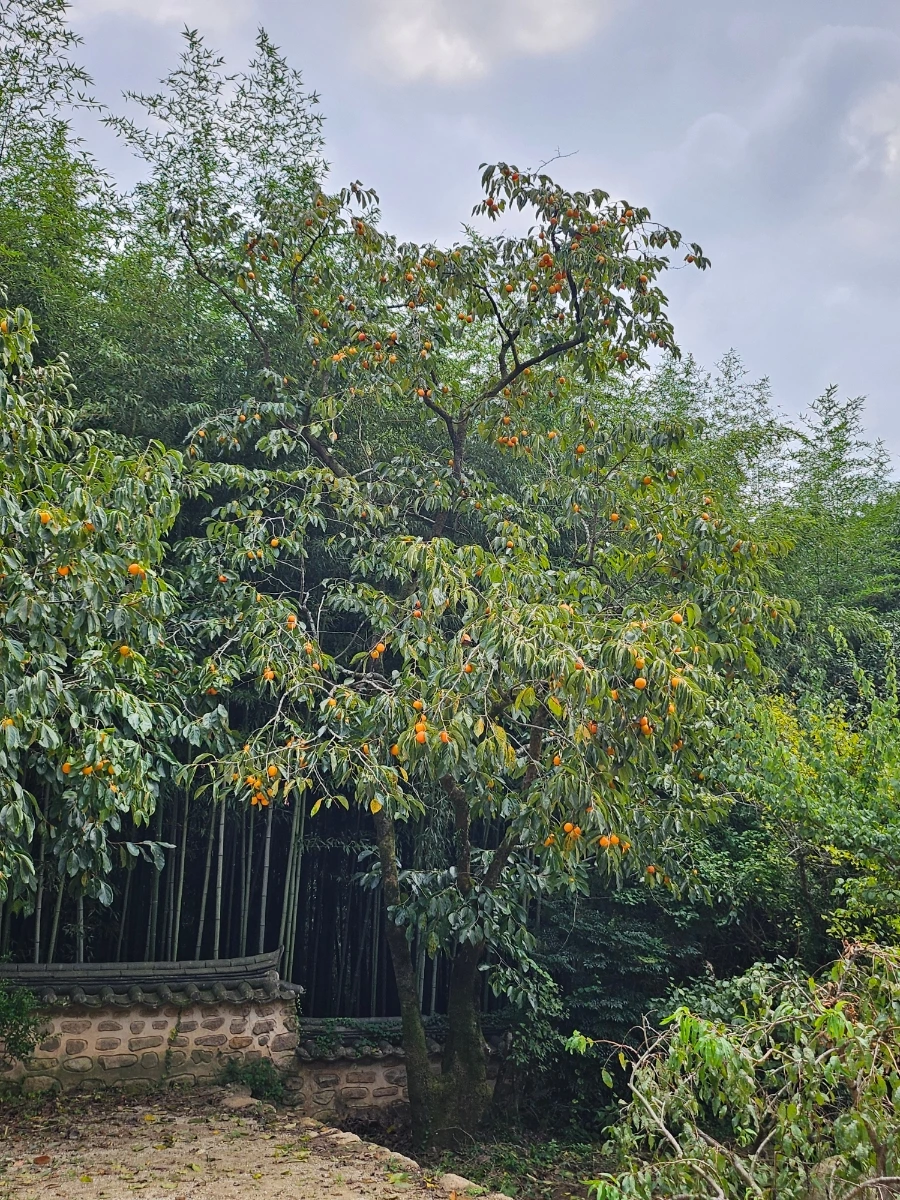 20241008%EF%BC%BF123459.jpg?type=w966