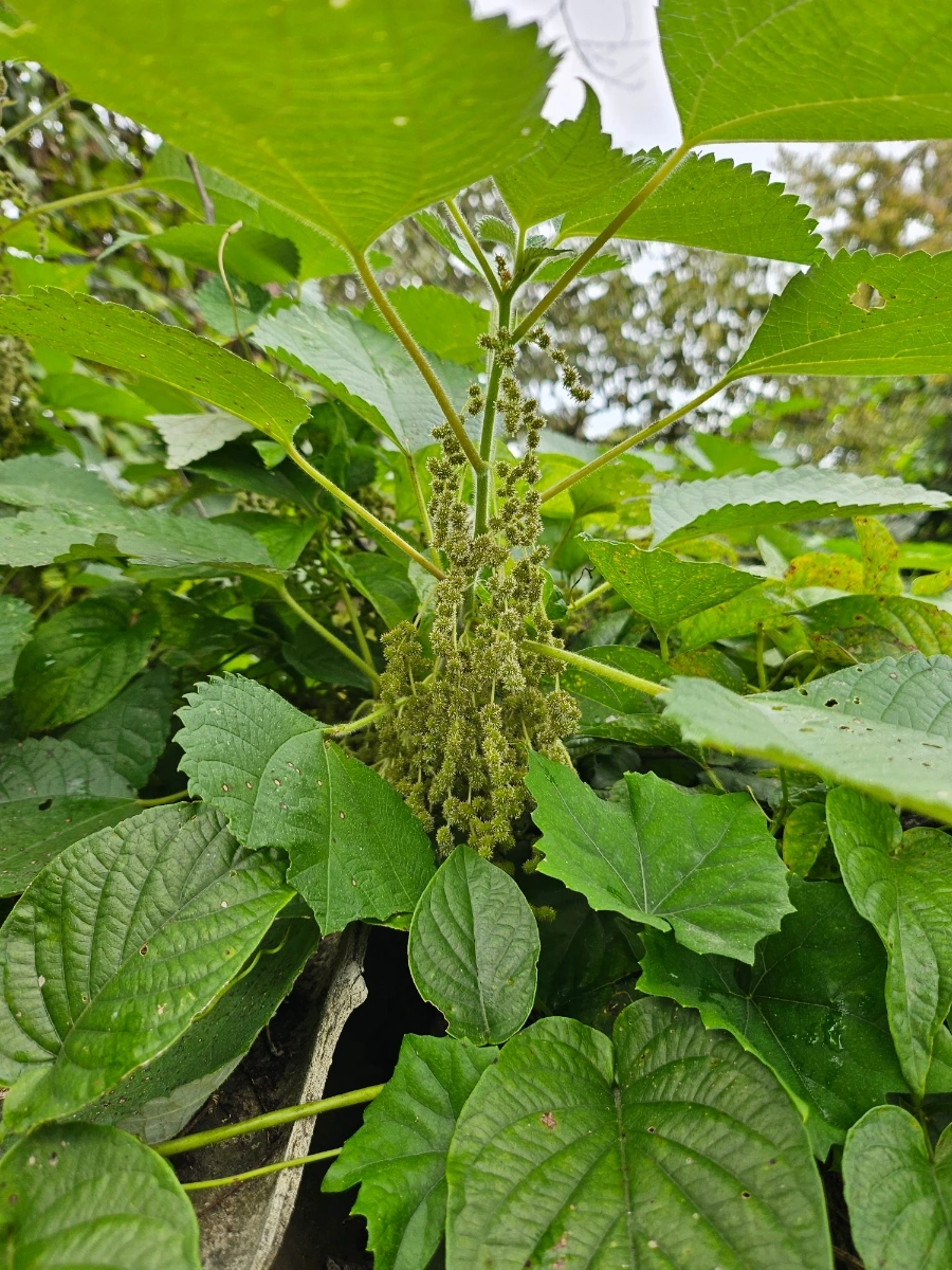 20241007%EF%BC%BF134409.jpg?type=w966