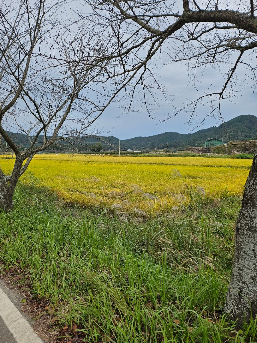 20241006%EF%BC%BF123110.jpg?type=w966