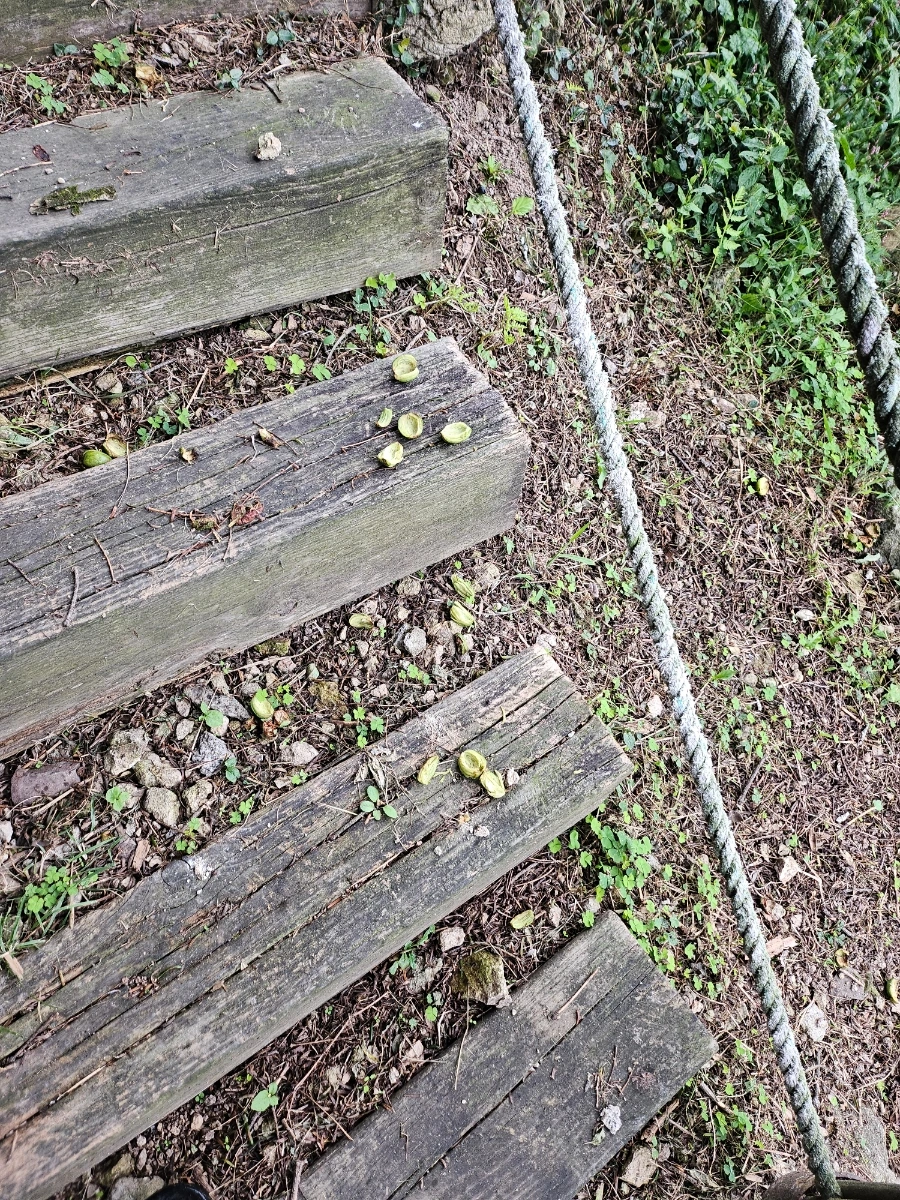 20241003%EF%BC%BF151920.jpg?type=w966