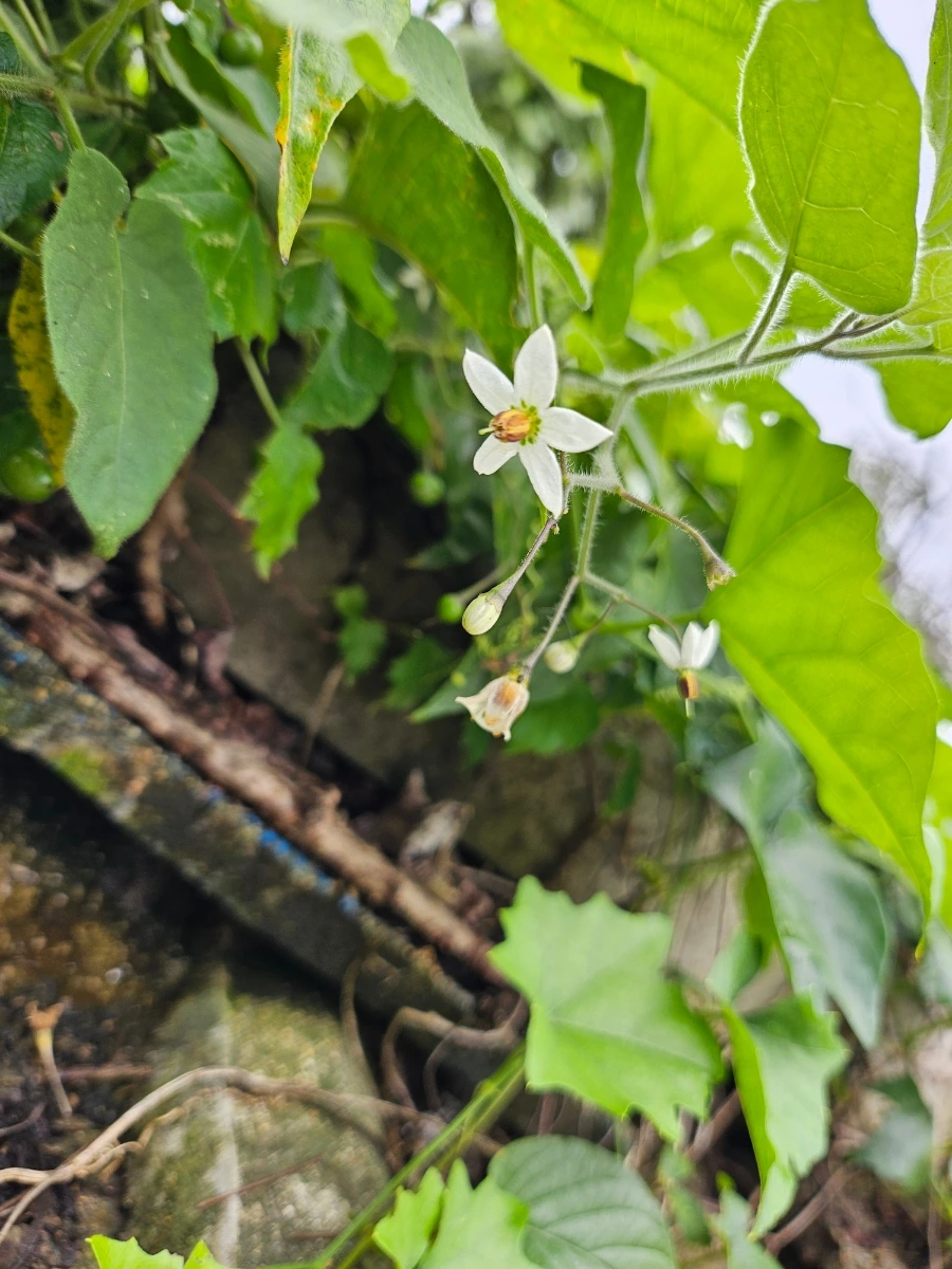 20241007%EF%BC%BF134341.jpg?type=w966