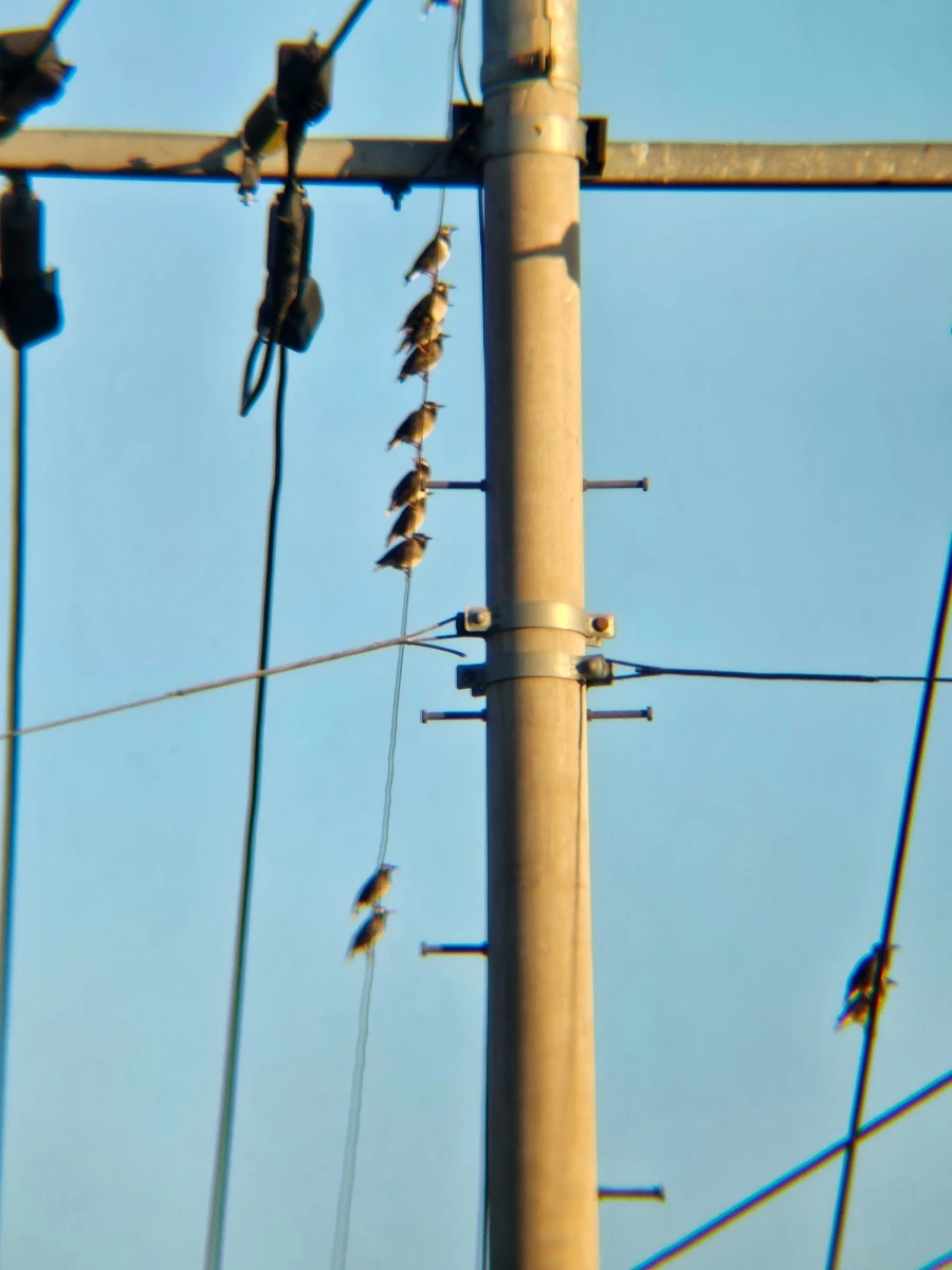 20241026%EF%BC%BF170806.jpg?type=w966