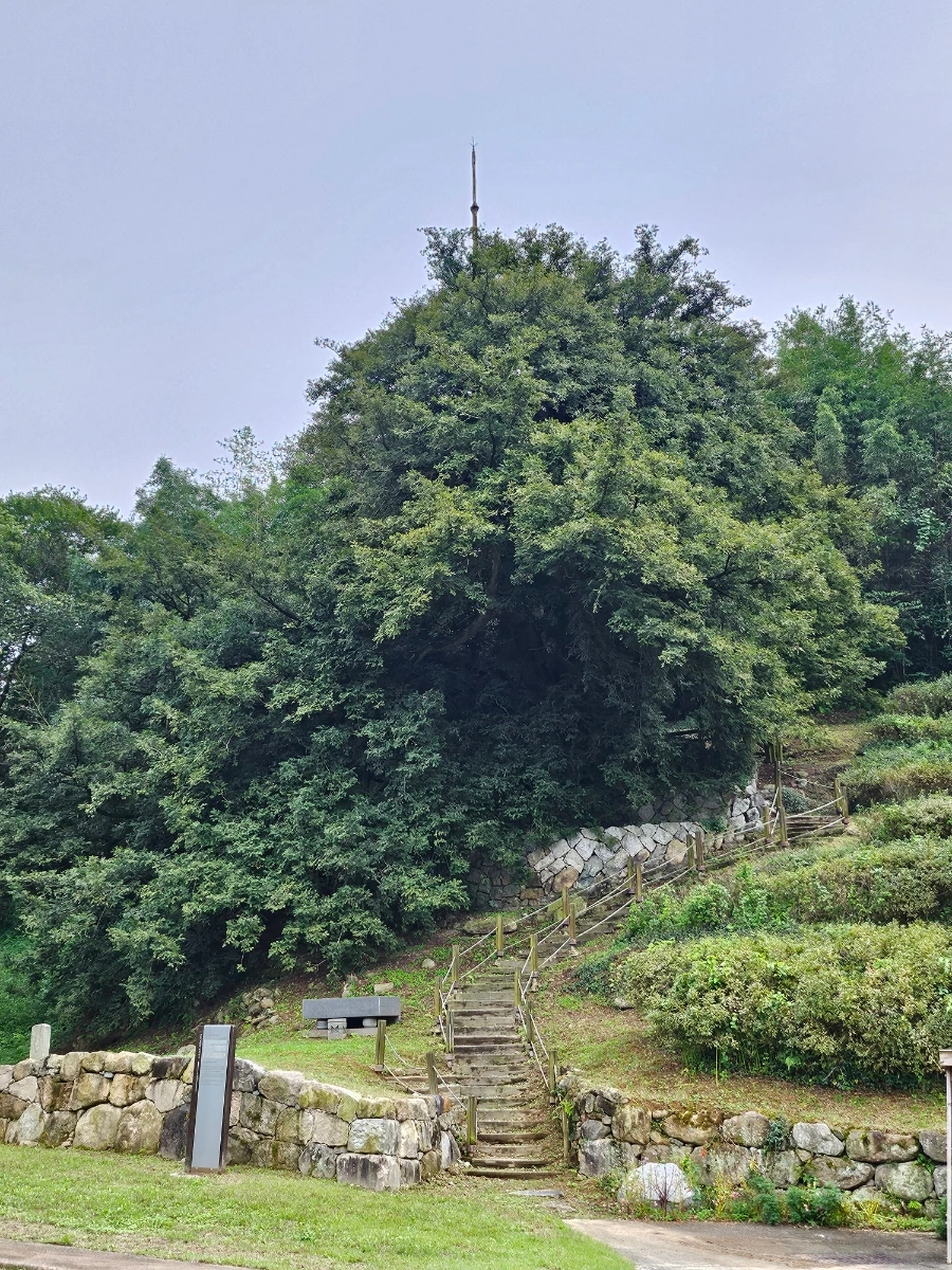 20241007%EF%BC%BF125521.jpg?type=w966