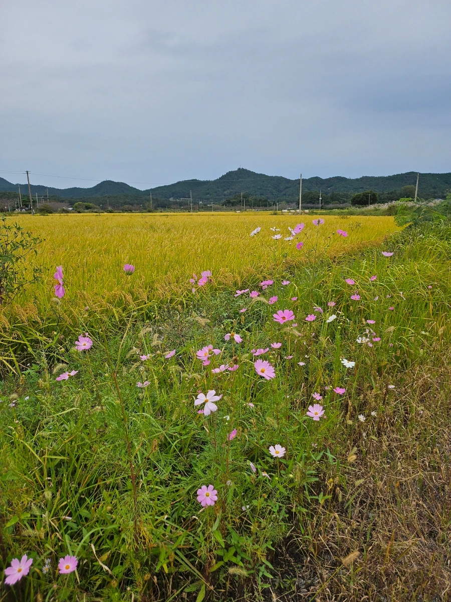 20241006%EF%BC%BF123231.jpg?type=w966