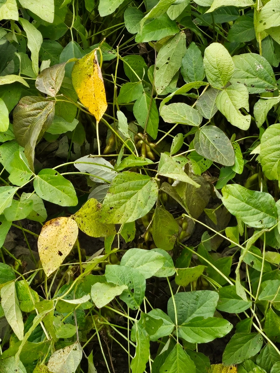 20241007%EF%BC%BF121723.jpg?type=w966