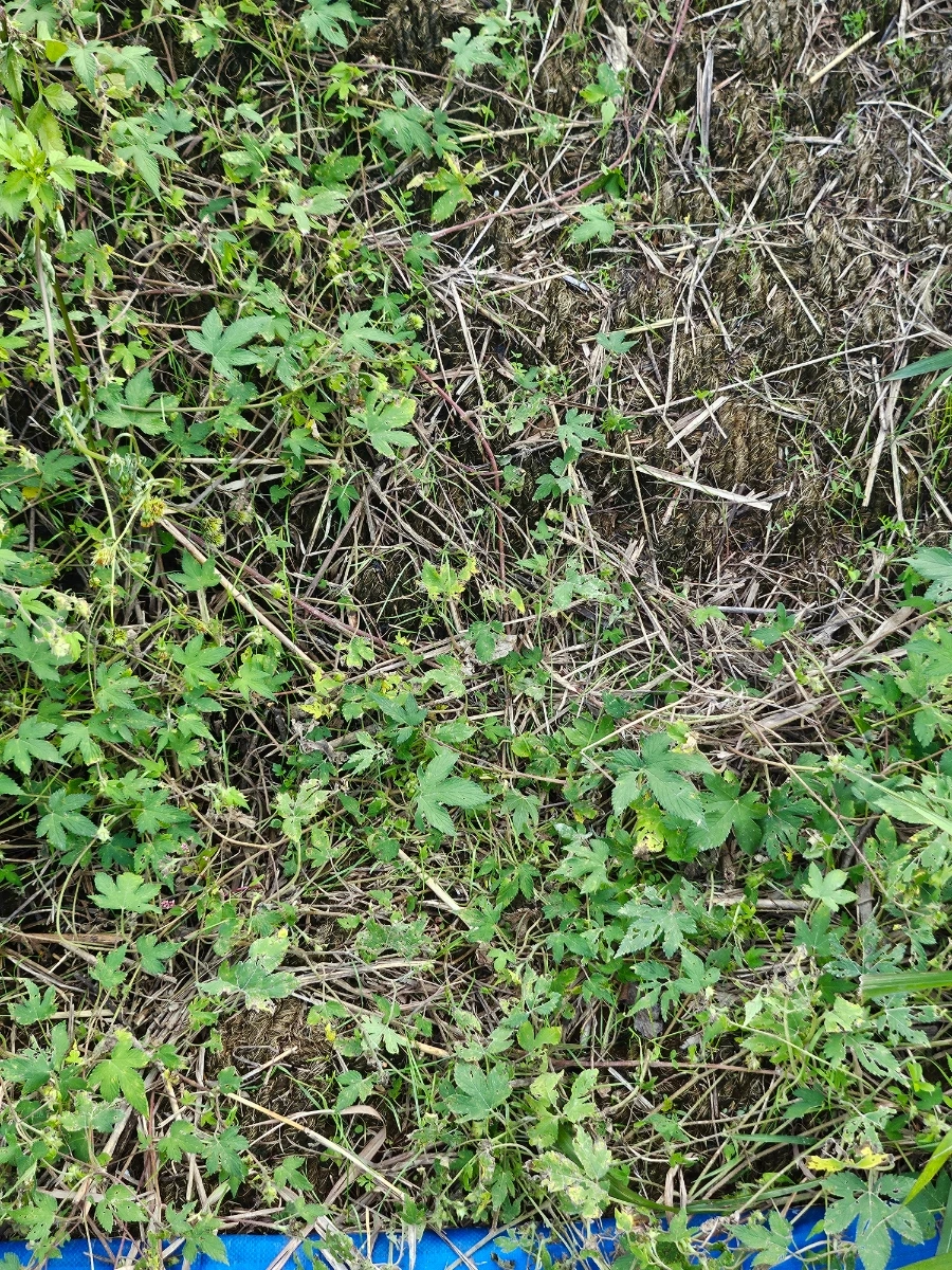 20241024%EF%BC%BF163751.jpg?type=w966