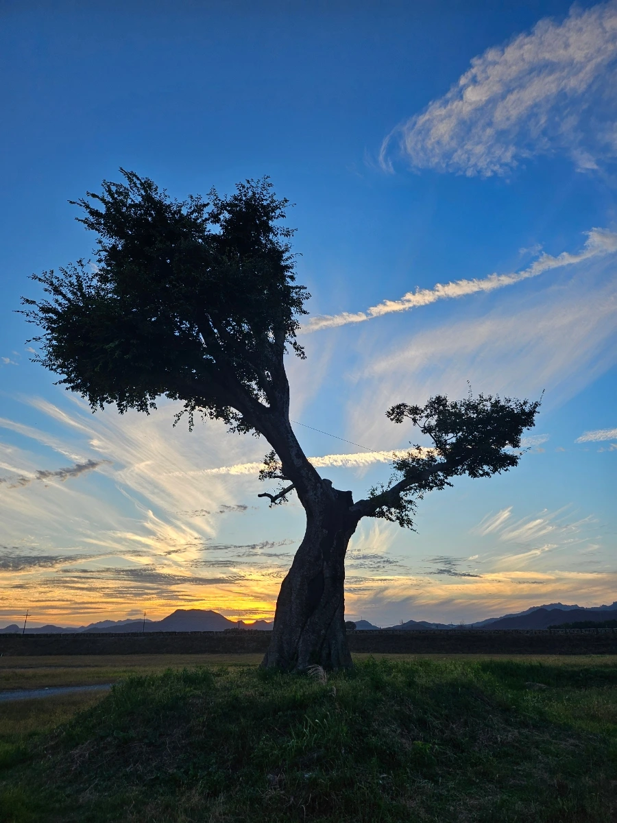 20241005%EF%BC%BF180455.jpg?type=w966