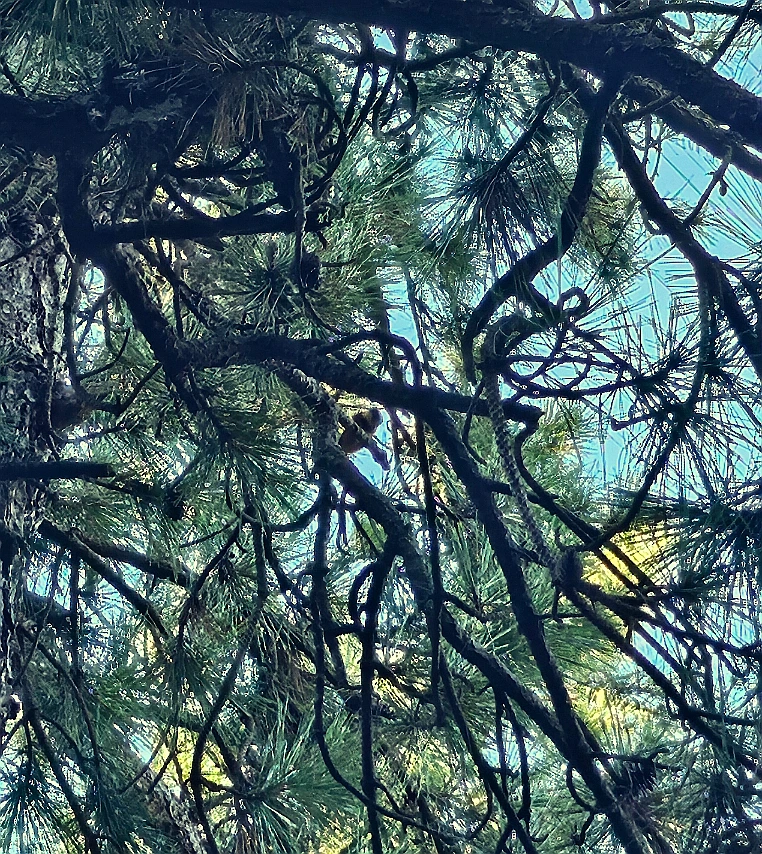 SE-dd9aae94-83a1-11ef-b5df-eb1c81b41b4a.jpg?type=w966