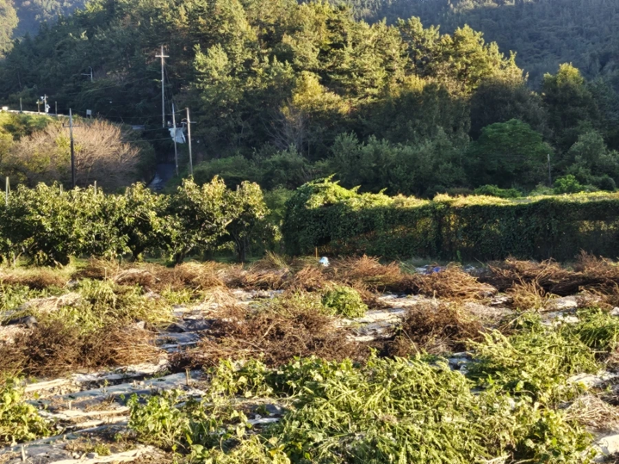 20241024%EF%BC%BF164629.jpg?type=w966