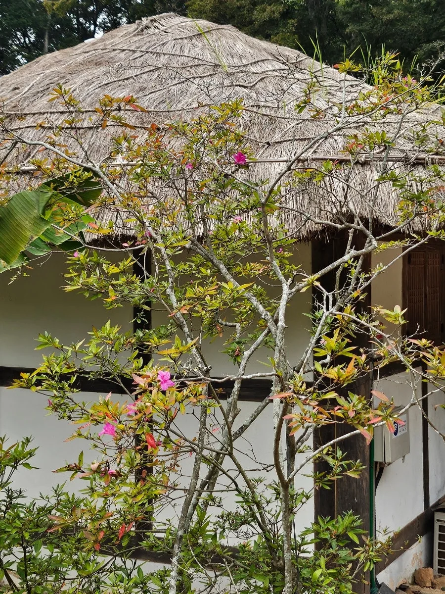 20241008%EF%BC%BF123613.jpg?type=w966