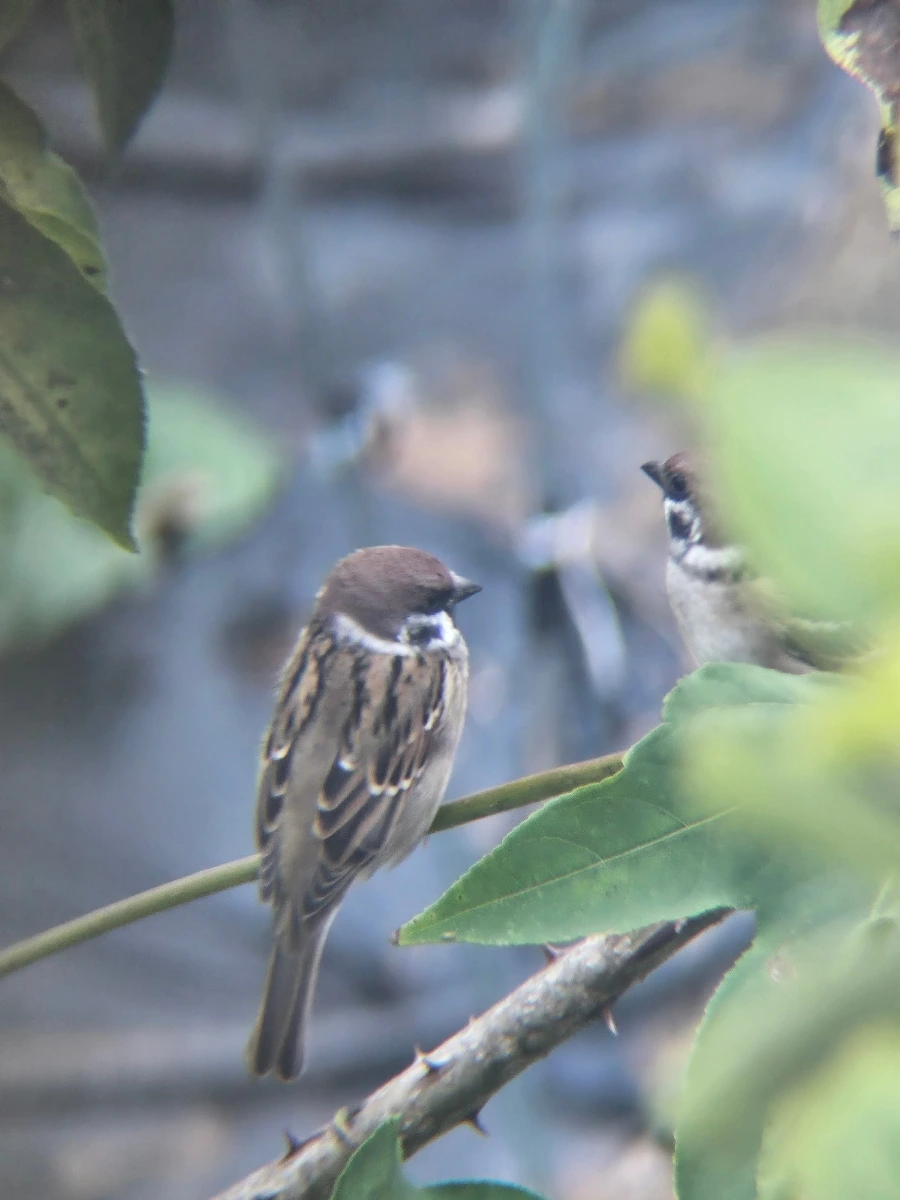 20241007%EF%BC%BF113722.jpg?type=w966