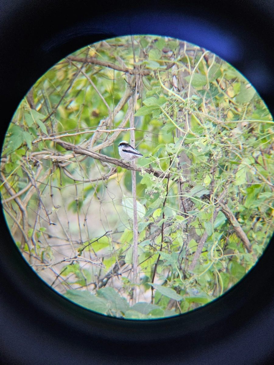 20241024%EF%BC%BF161607%EF%BC%880%EF%BC%89.jpg?type=w966