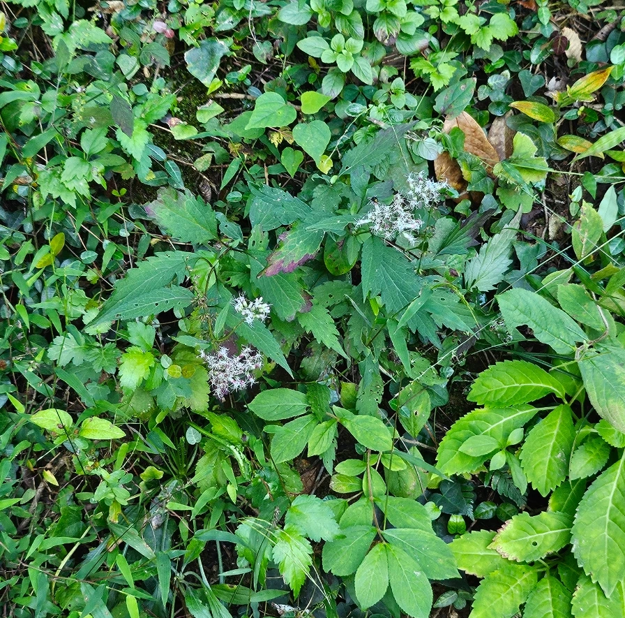 SE-dd9ea638-83a1-11ef-b5df-adf13588a70d.jpg?type=w966