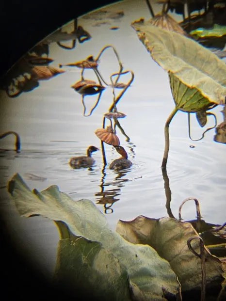 20241021%EF%BC%BF140050.jpg?type=w466