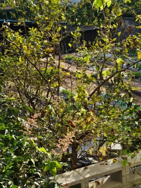 20241002%EF%BC%BF163814.jpg?type=w466