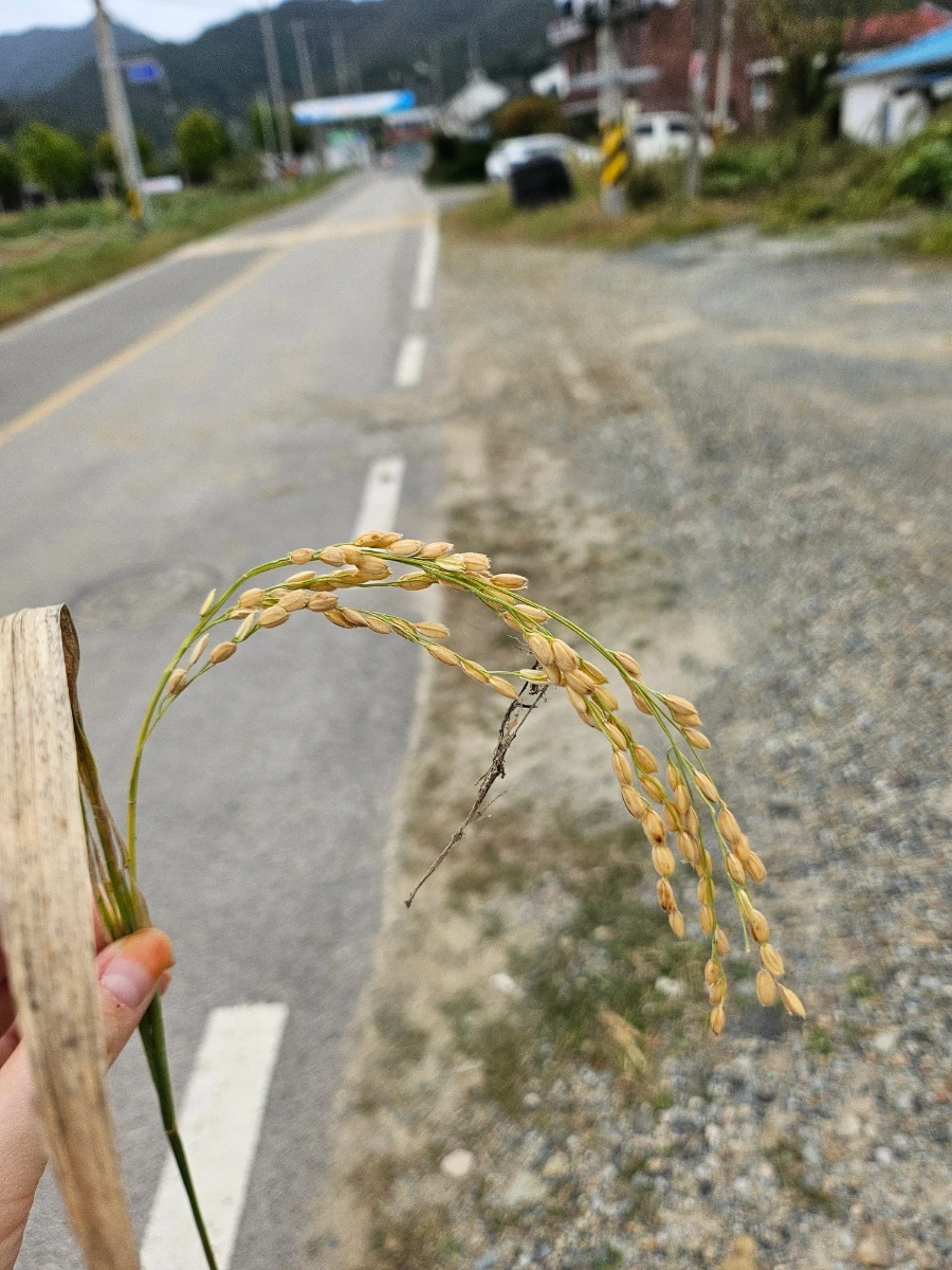 20241021%EF%BC%BF142856.jpg?type=w966