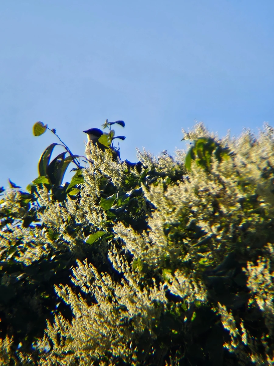 20241024%EF%BC%BF152304.jpg?type=w966