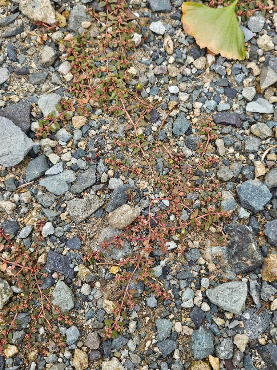 20241003%EF%BC%BF141531.jpg?type=w966