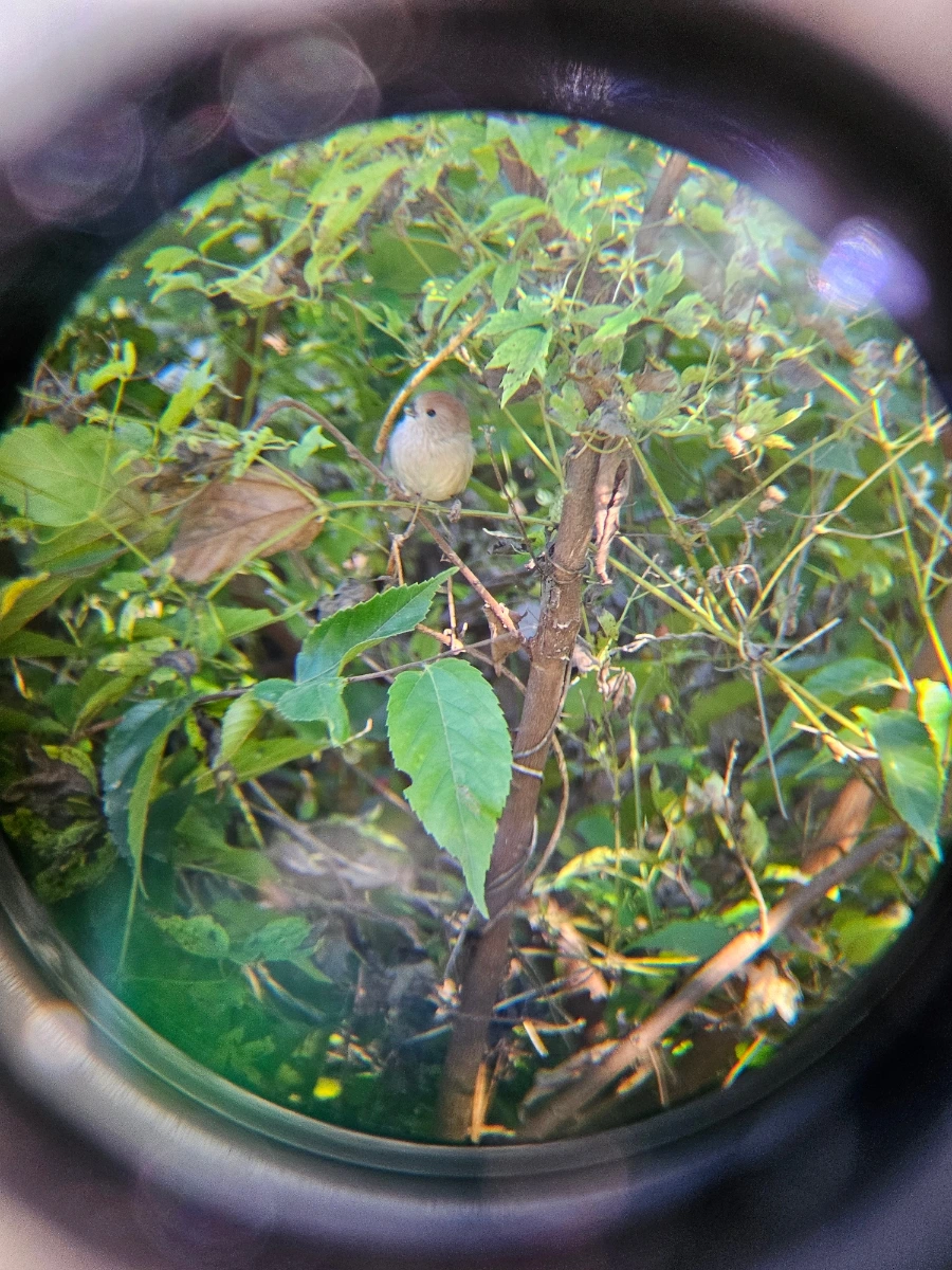 20241024%EF%BC%BF155632.jpg?type=w966