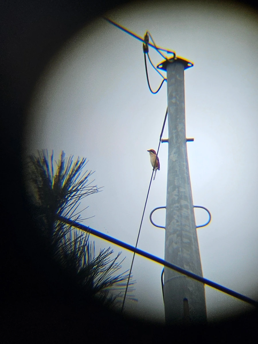 20241006%EF%BC%BF130200.jpg?type=w966