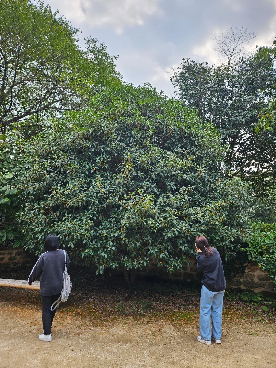 20241008%EF%BC%BF123207.jpg?type=w966