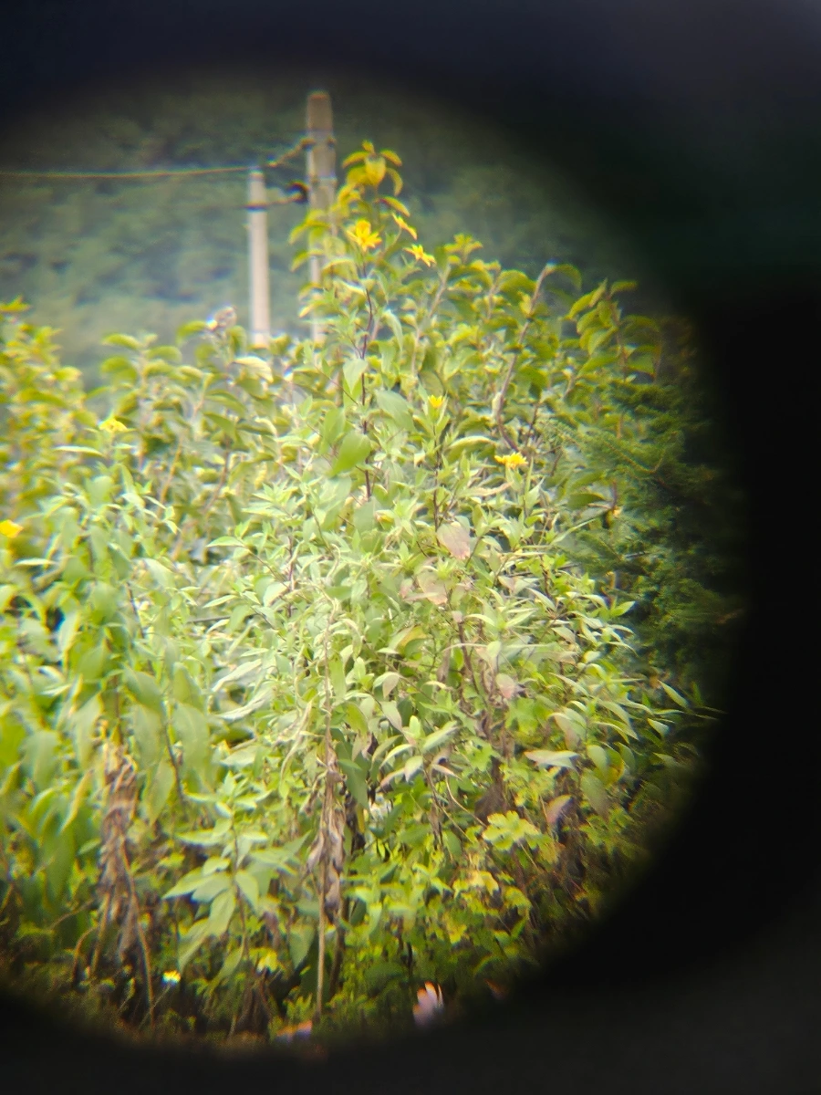 20241006%EF%BC%BF124039.jpg?type=w966